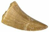 Fossil Mosasaur (Mosasaurus) Tooth - Morocco #286315-1